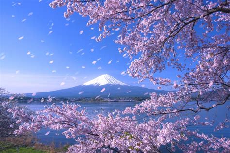 Dahulu bunga yg populer di jepang adalah bunga pulm, bukan sakura. Ingin Menikmati Keindahan Bunga Sakura Saat Berlibur Ke ...
