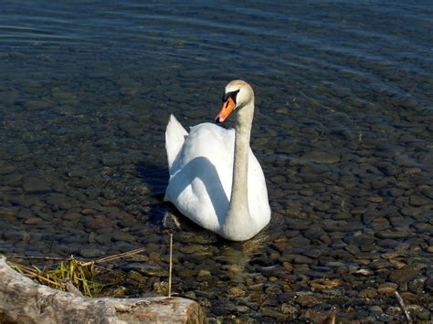 Swan Lake Constance Water · Free Photo On Pixabay