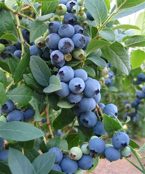Southern Sunshine Blue Blueberry Highbush Set Of Two Blueberry