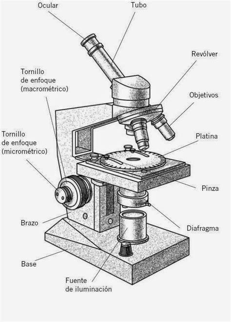 Microscopios Para Dibujar Imagui Microscopio Dibujo Microscopio