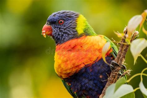 Rainbow Lorikeet In Victoria Australia Stock Photo Image Of