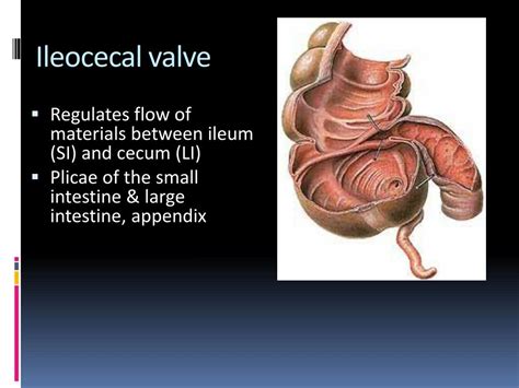 Ppt Digestive System Powerpoint Presentation Free Download Id2271590
