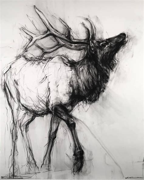 Animal Sketches Animal Drawings Art Sketches Charcoal Sketch Art