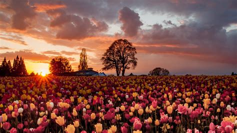 Tulip Field Sunset Hd Wallpaper Background Image