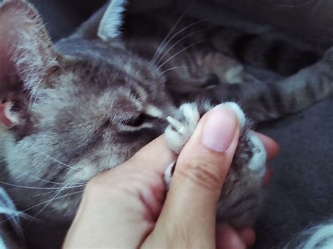 The Abcs Of Cat Claws Shedding Kitty Devotees
