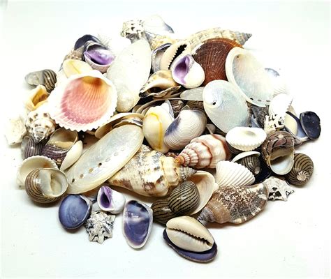100g Small Sea Shells Beach Mixed Seashells Shells For Craft And