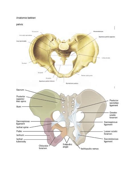 Anatomie Bekken Anatomy Anatomie Bekken Pelvis Interne Genitalia Fascia Pelvis Ligamenten