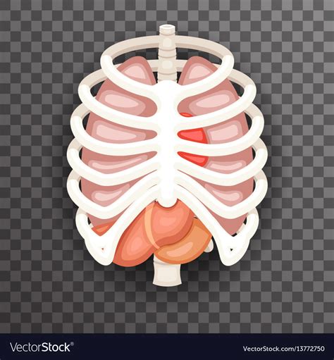 Rib Cage Lungs Heart Liver Stomach Iinternal Vector Image