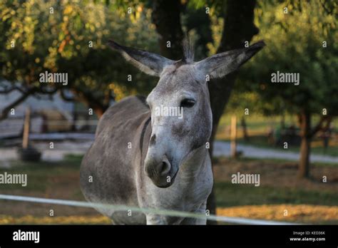 Gray Donkeys In The Open Air Stock Photo Alamy