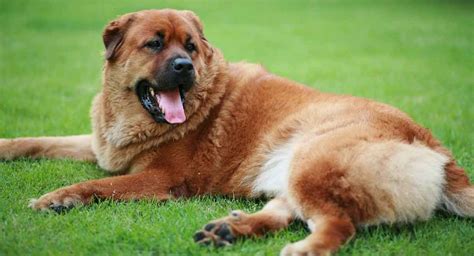 Top Chow Chow Mix Breeds And Their Traits