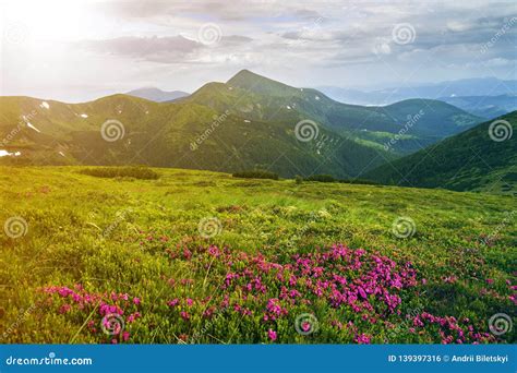 Beautiful View Of Pink Rhododendron Rue Flowers Blooming On Mountain