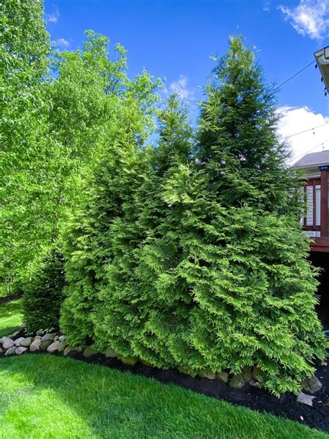 Fast Growing Privacy Trees And Tips For Planting Evergreens