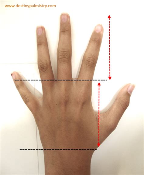 Finger Length Meaning In Hand Analysis Destiny Palmistry