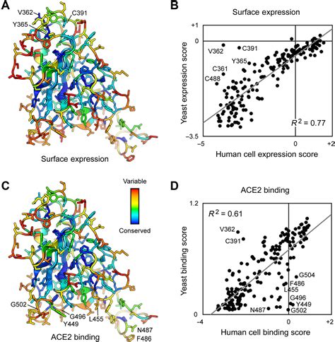 An Engineered Decoy Receptor For Sars Cov 2 Broadly Binds Protein S