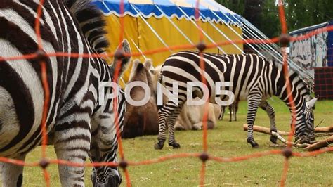 Zebra At Circus Tent Outside Captivity Wild Animals Stock Footage Ad