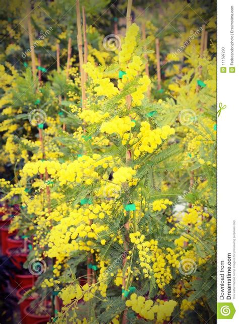 International women's day is a day of celebration around the world, and an official holiday in dozens of countries. Mimosa Flowers For International Women S Day Stock Photo ...