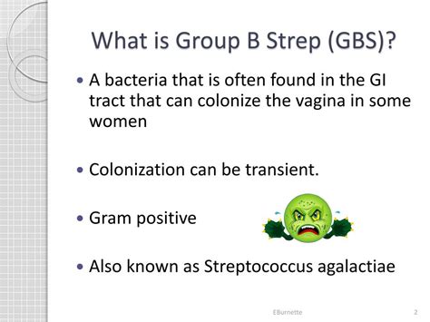 Ppt Group B Streptococcus Powerpoint Presentation Free Download Id 1835079