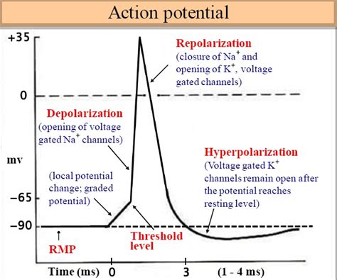 Bio Geo Nerd Action Potentials Up Close