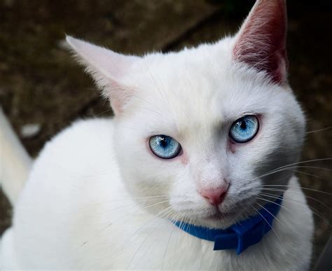 White Cat With Blue Eyes A Photo On Flickriver