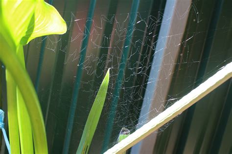 Found A Strange Spiderweb In The Garden Mildlyinteresting