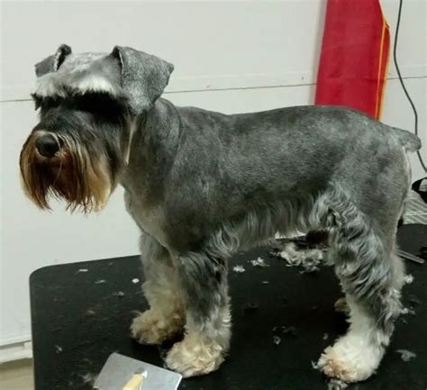 20 Best Schnauzer Haircuts For Dog Lovers The Paws