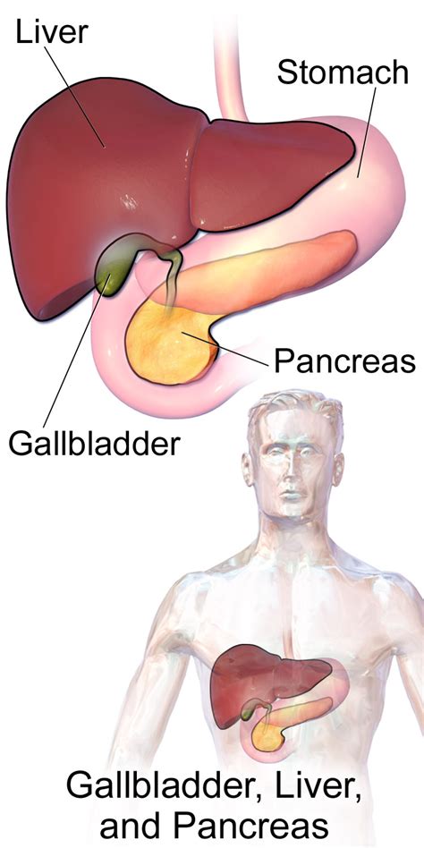 The liver has structural location of liver in the human body. Pankreas - Wikipedia