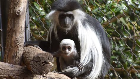 Cute Baby Monkey Born At Bronx Zoo