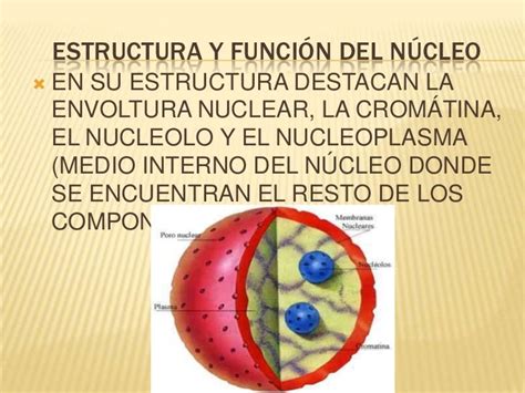 Estructura Y Funcion Del Nucleo 2020 Idea E Inspiración