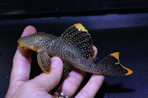 Orange Seam Pleco Marine Warehouse Aquarium