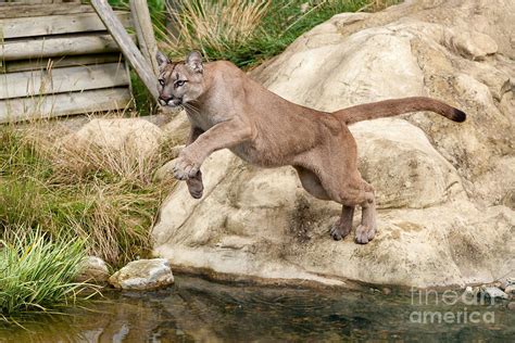 Puma Leaping Off Rock Photograph By Sarah Cheriton Jones Pixels