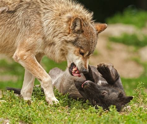 5 Things You Should Do If A Coyote Attacks Your Dog Doggie Sport