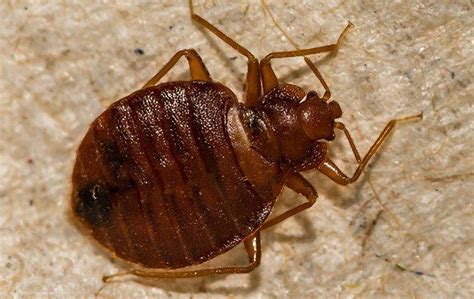 Blog Pest Control For Bed Bugs Near Me