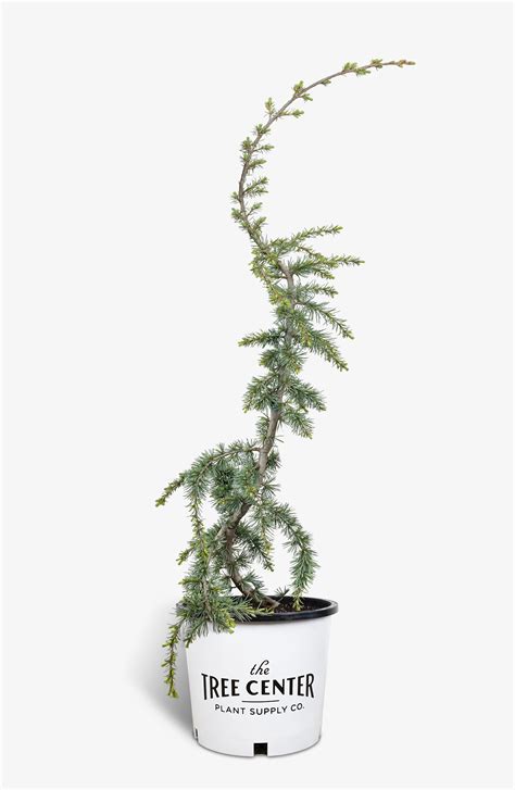 Weeping Blue Atlas Cedar Trees For Sale Online The Tree Center