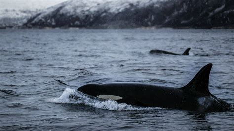 Wildlife Holidays In Norway Naturetrek