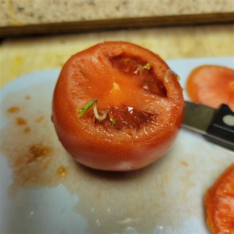 Sprouted Seed Inside A Tomato Rmildlyinteresting