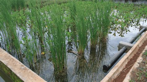 How It Works Constructed Wetland Daily Monitor