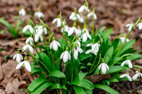 25 Of The Best Early Spring Blooming Flowers Gardeners Path