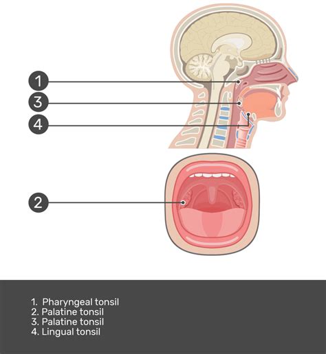 Tonsil Anatomy And Physiology