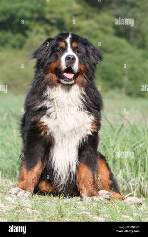 Dog Bernese Mountain Dog Adult Sitting In A Meadow Stock Photo Alamy