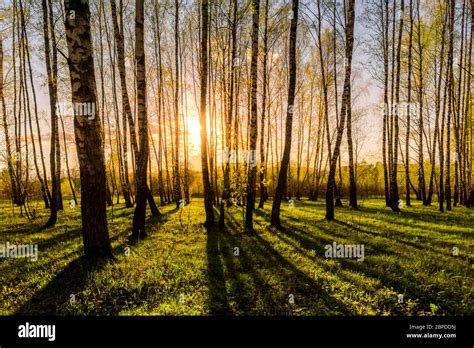 Sunset Or Dawn In A Spring Birch Forest With Bright Young Foliage