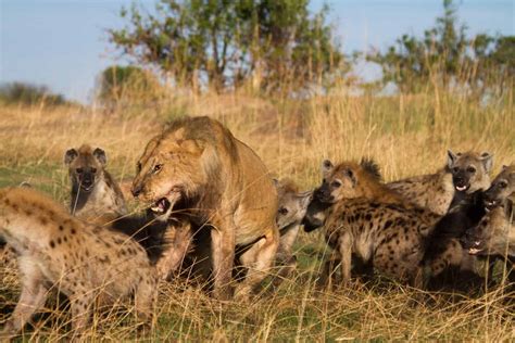 Watch A Massive King Lion Chase Down And Tackle A Queen Hyena In Epic