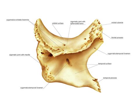 Nasal Bone By Asklepios Medical Atlas Lupon Gov Ph