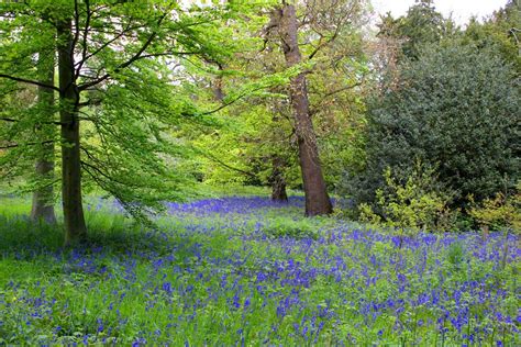Bluebells In Kew Gardens