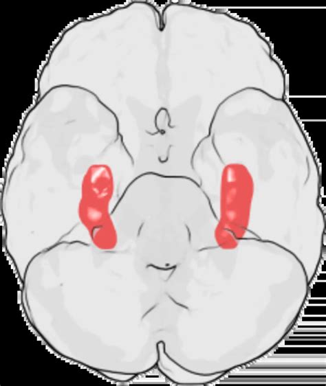Hippocampe Cerveau D Finition Et Explications