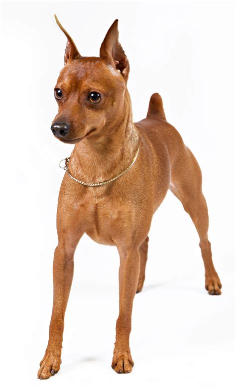 The Miniature Pinscher Should Be Protected In The Cold Click Image To Review More Details