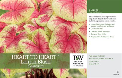 Caladium Heart To Heart Lemon Blush 11x7 Variety Benchcard Proven