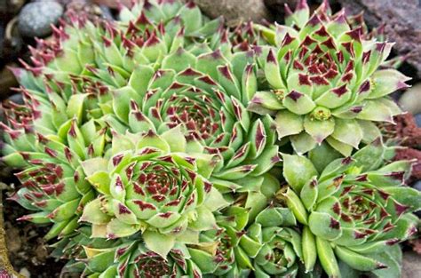One of the plants i left behind when i moved to the us. Colorful Plants | Top 10 Colorful Succulents - Birds & Blooms