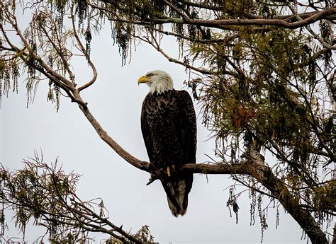 Portrait Of An Eagle Photograph By Ronald Kotinsky Fine Art America