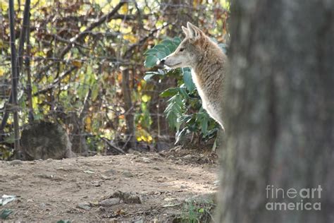 Coyote Photograph Coyote Stalking His Prey By John Telfer Great