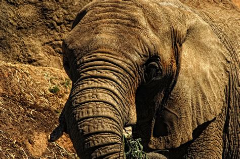 Disappearing Elephant Photograph By Donna Blackhall